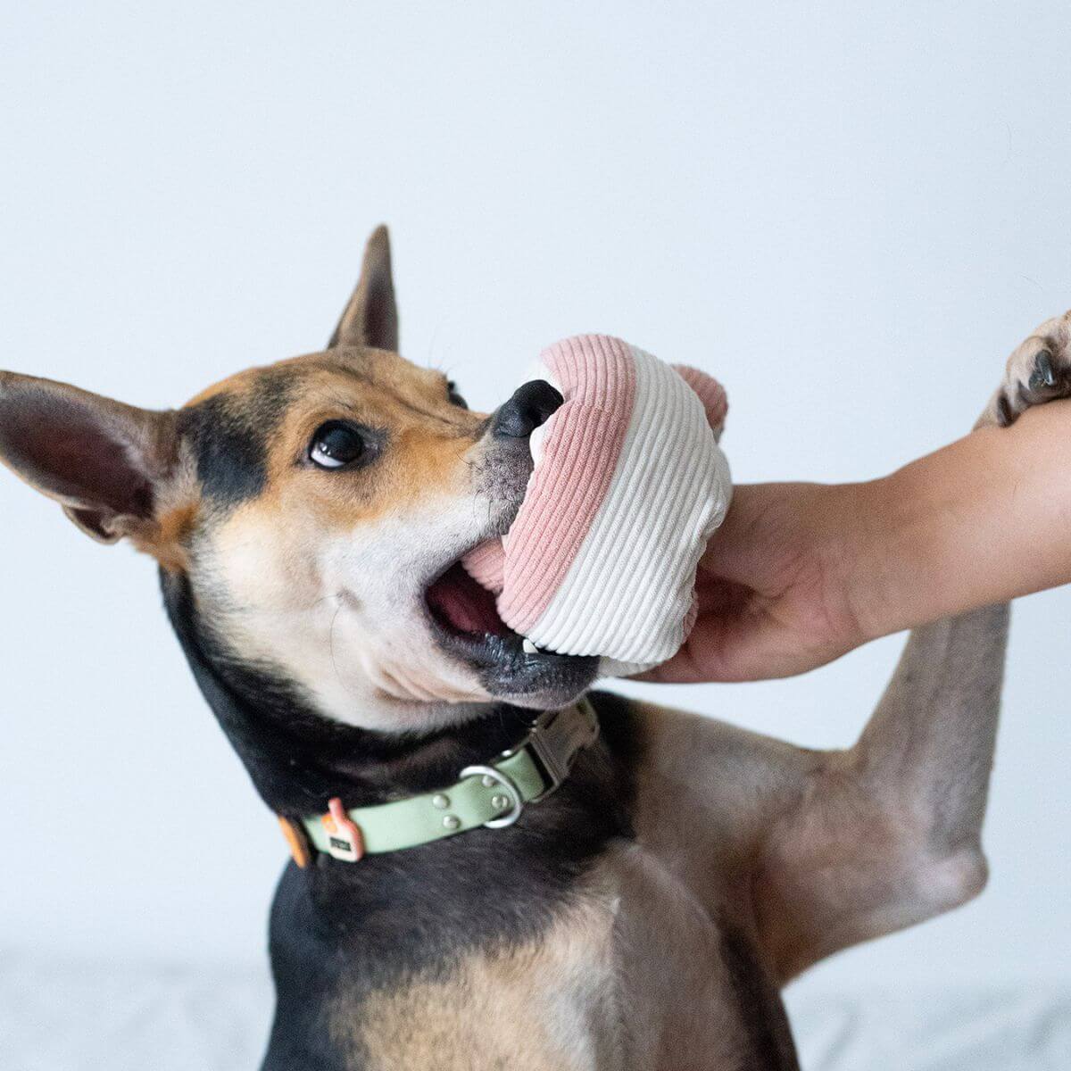 A dog with the Lunoji Udon Snuffle Blush Pink.