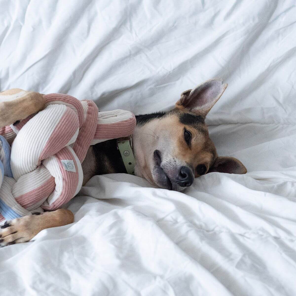 A dog lying down with the Lunoji Udon Snuffle Blush Pink knotted with the Powder Blue.