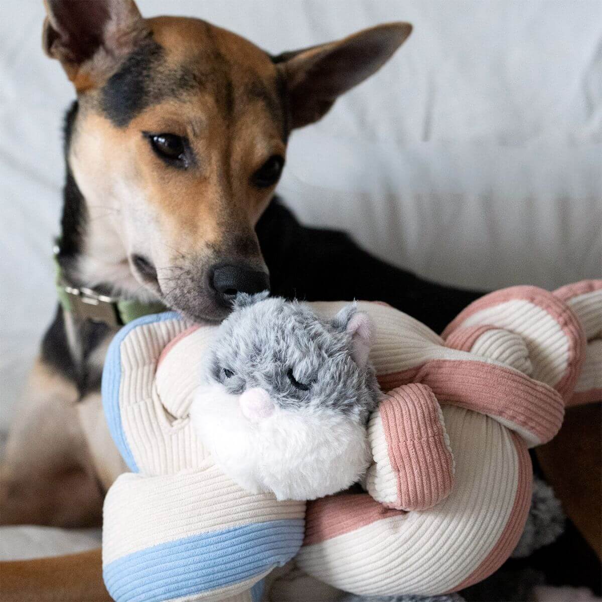 A dog with the Lunoji Udon Snuffle Blush Pink knotted with the Powder Blue and Hugaboo.