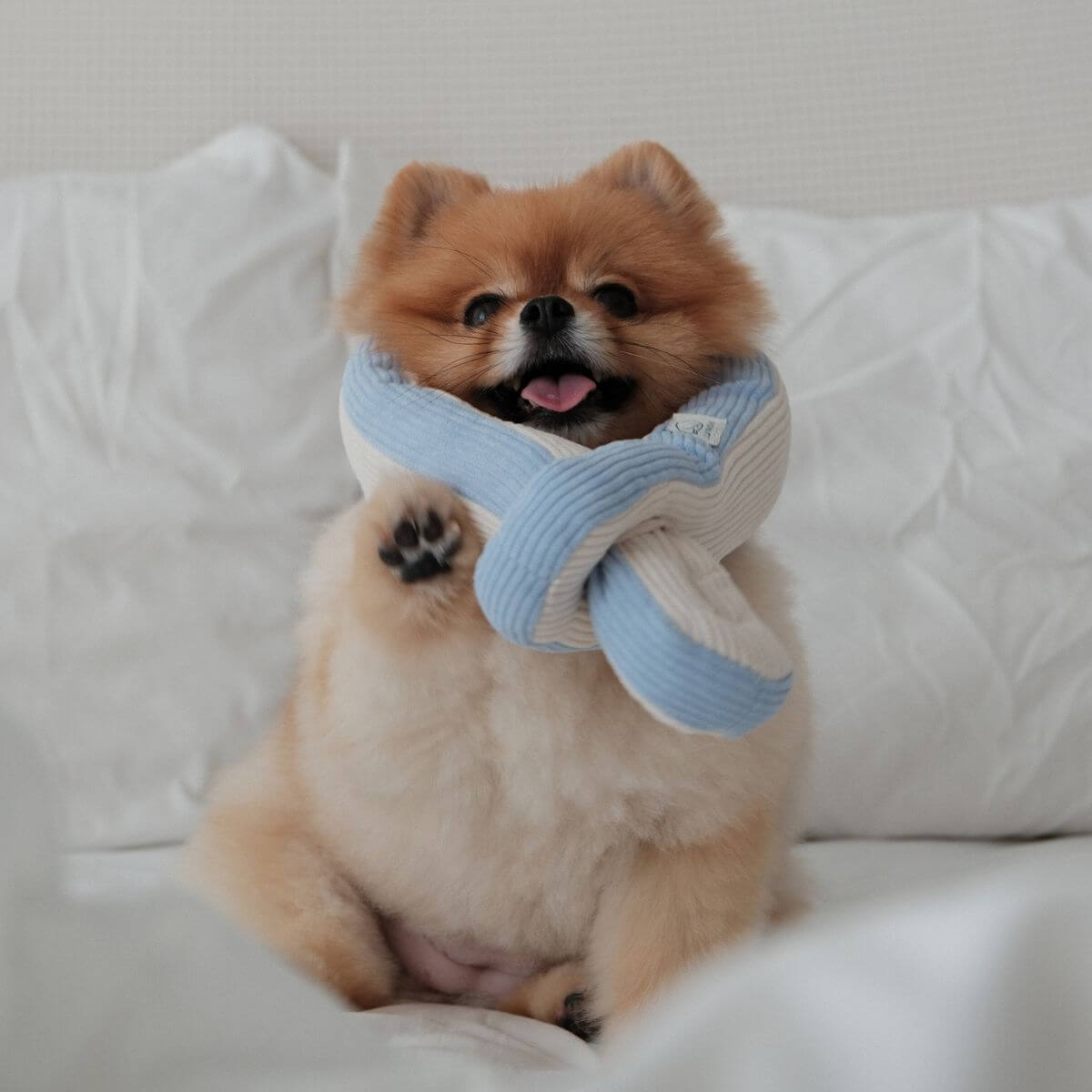 A pomeranian wearing the Lunoji Udon Snuffle Powder Blue around its neck.