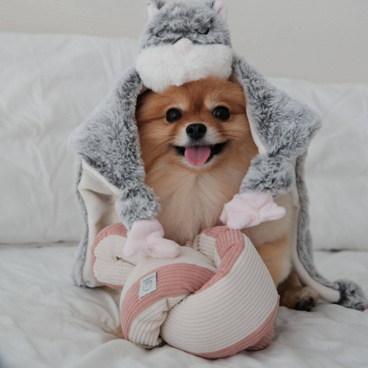 A pomeranian with the Lunoji Udon Snuffle Blush Pink and Hugaboo.