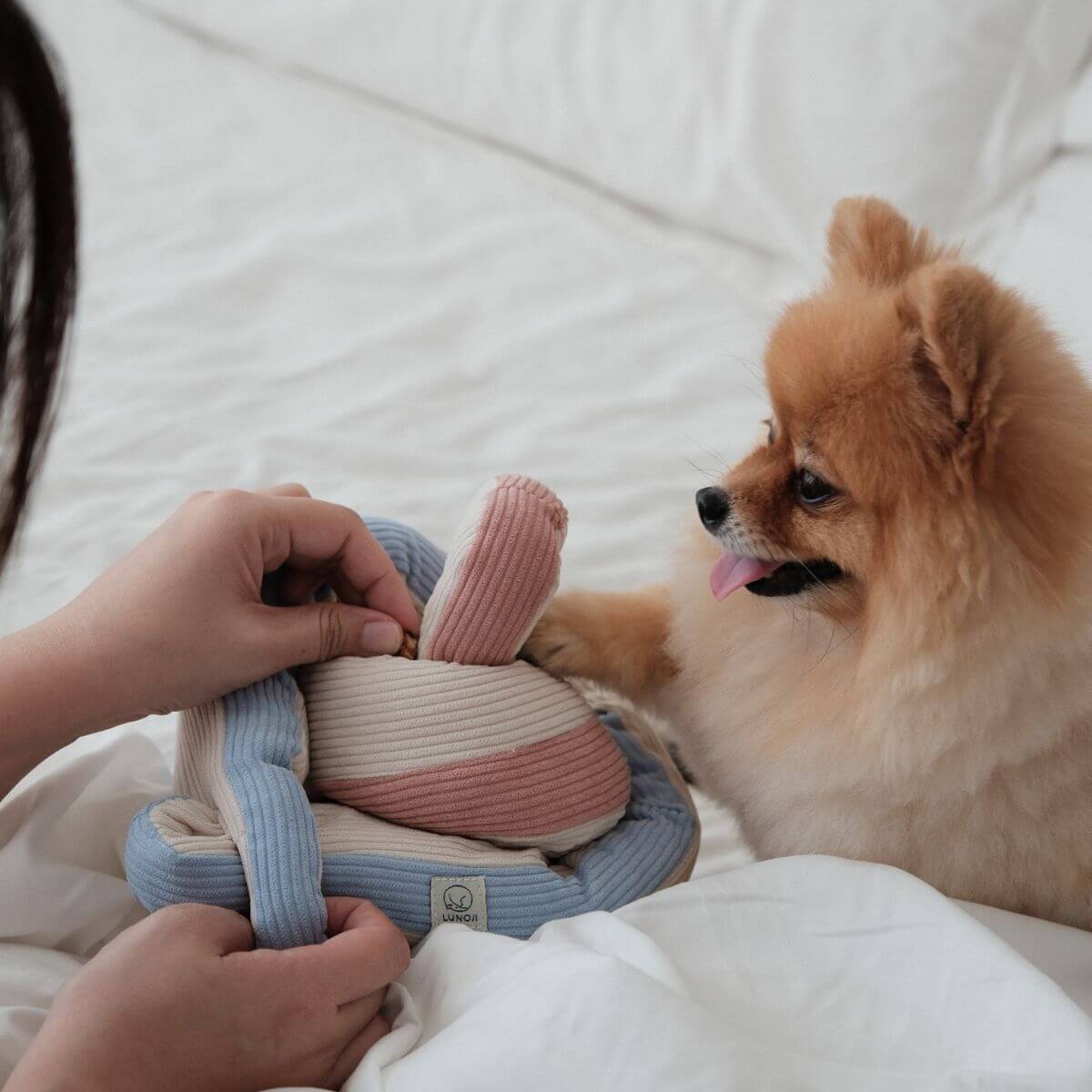 Lunoji Udon Snuffle Blush Pink knotted with the Powder Blue and presented to a pomeranian.
