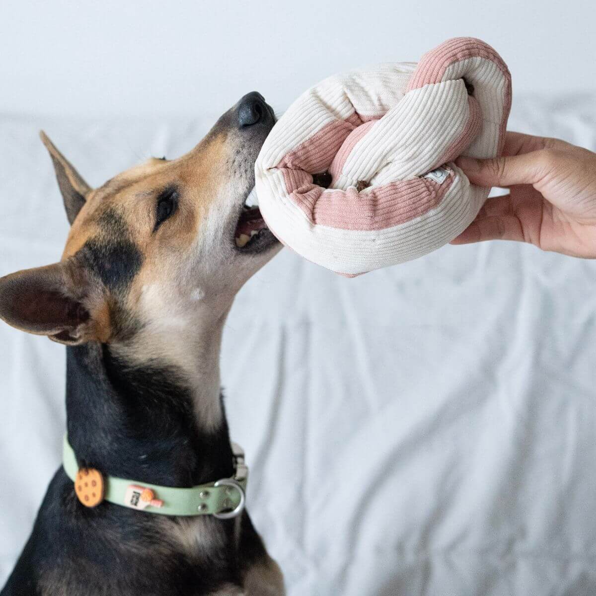 A dog taking the Lunoji Udon Snuffle Blush Pink.