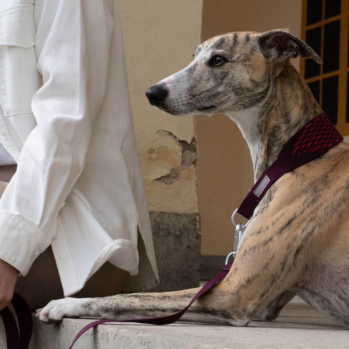A greyhound wearing the Masimalo 3D Knit lead in aubergine / lava and a matching collar.