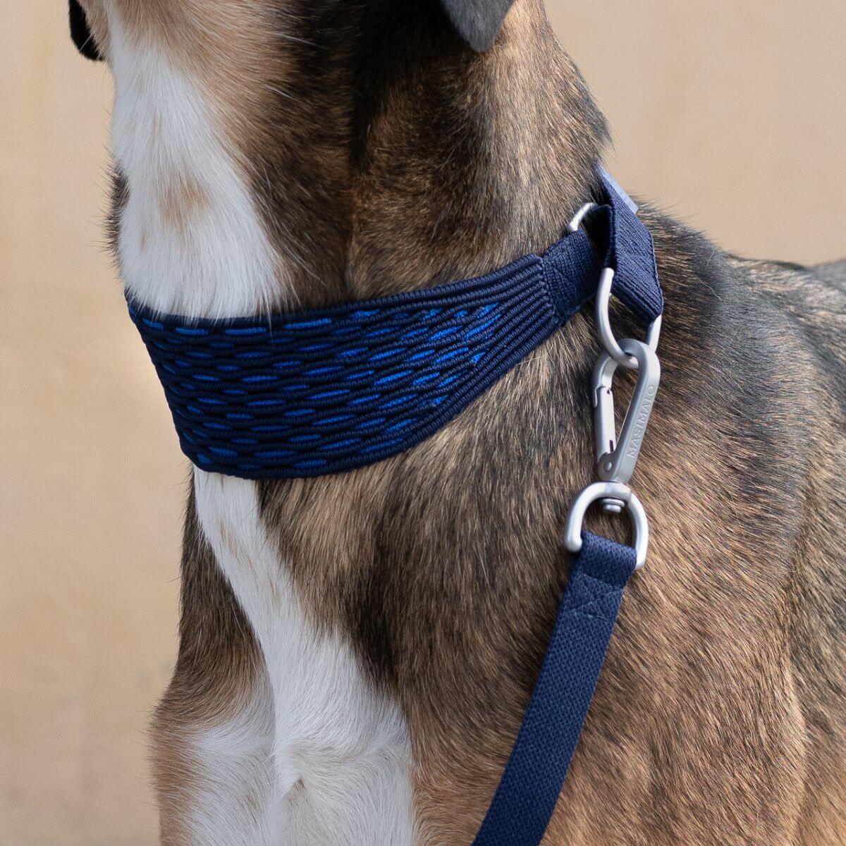 A greyhound wearing the Masimalo 3D Knit Lead Navy / Royal Blue and matching collar.