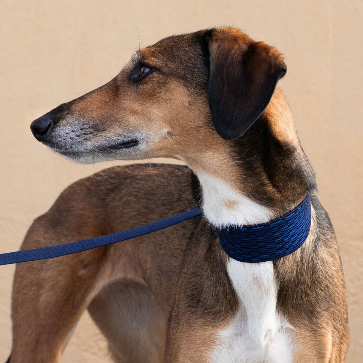 A greyhound wearing the Masimalo 3D Knit Lead Navy / Royal Blue and matching collar.