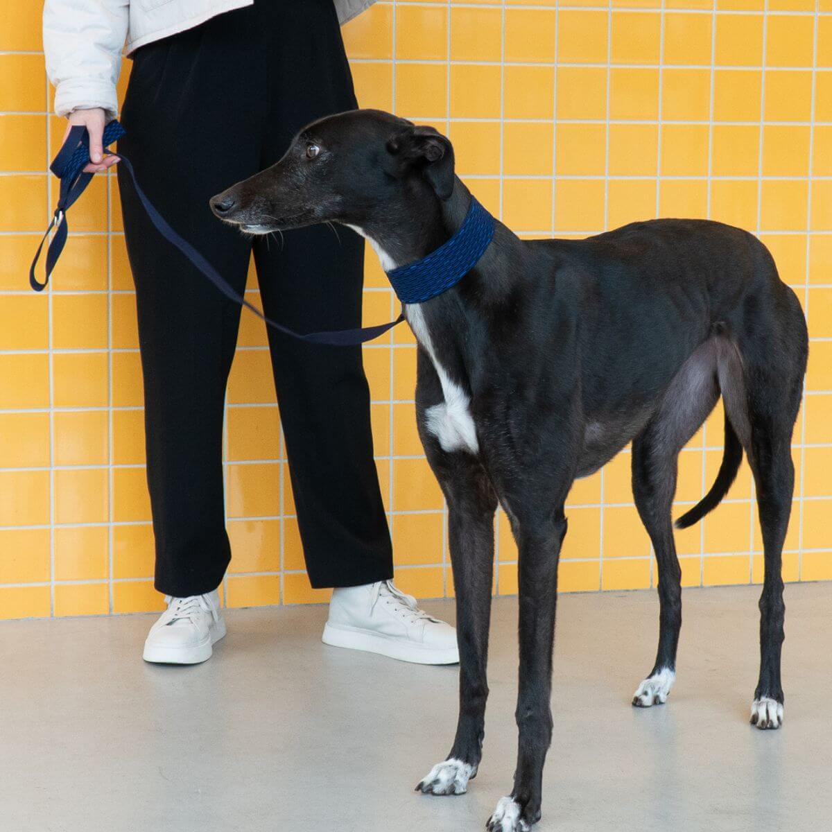 A greyhound wearing the Masimalo 3D Knit Lead Navy / Royal Blue and matching collar.