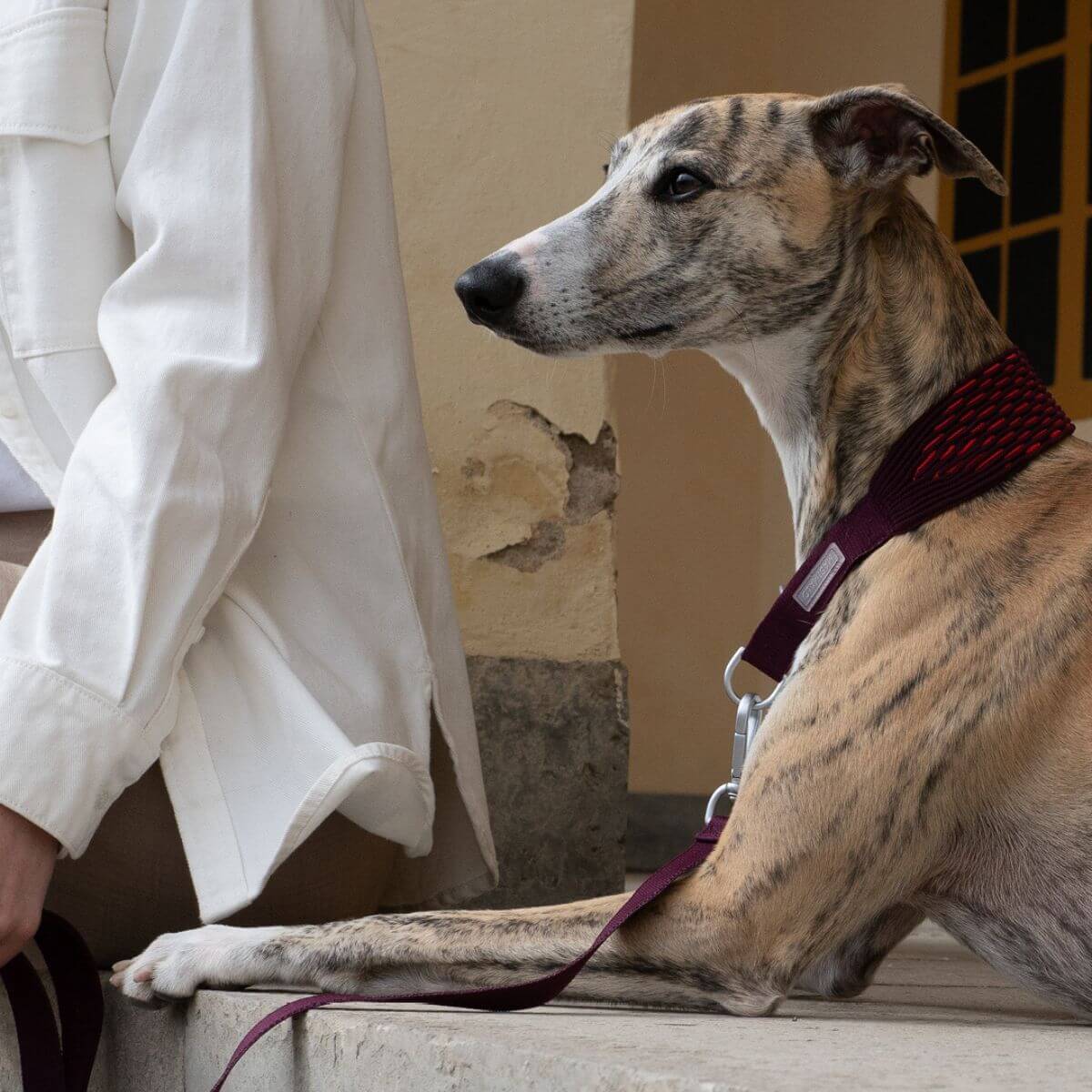 A greyhound wearing the Masimalo 3D Knit Martingale Collar in Aubergine / Lava and the matching leash.