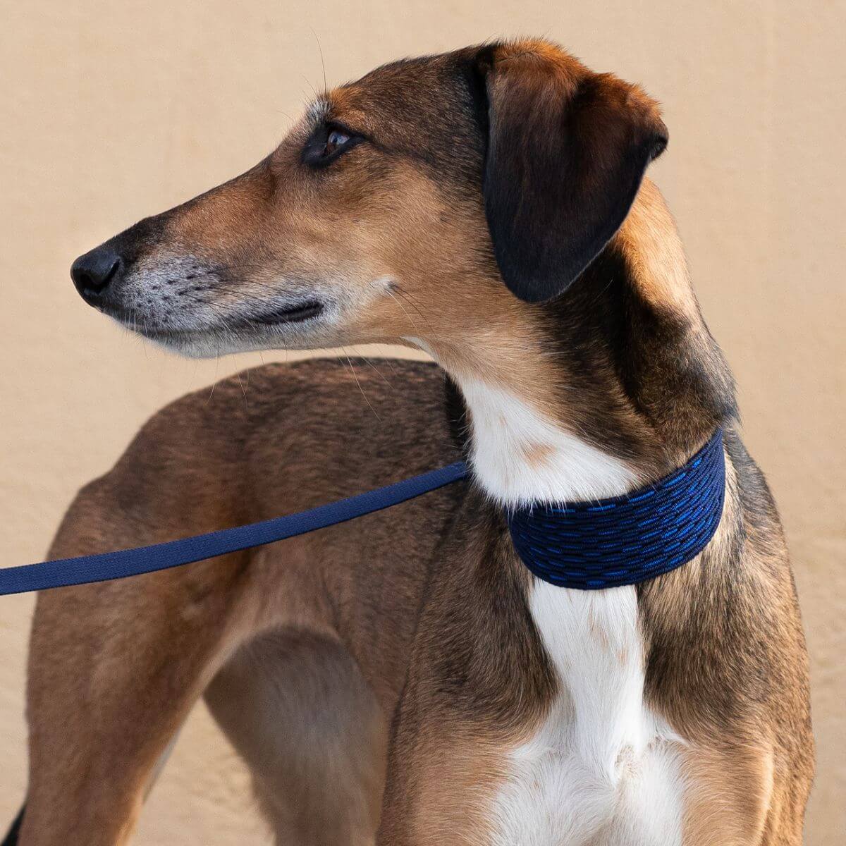 A greyhound wearing the Masimalo 3D Knit Martingale collar in Navy / Royal Blue and a matching leash.