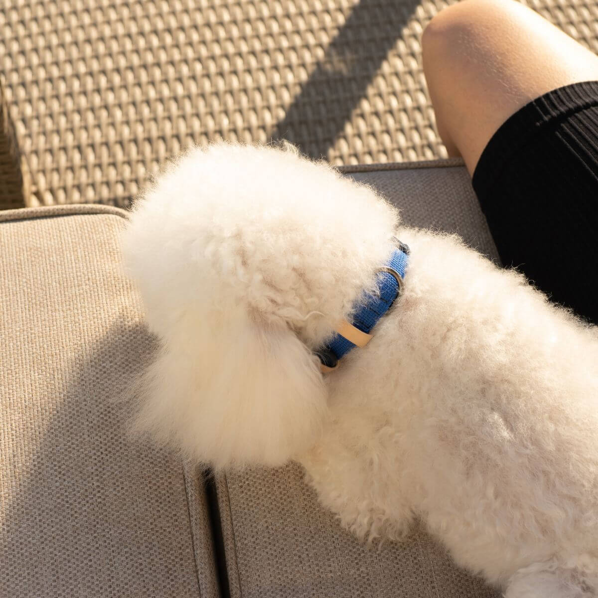 A dog wearing the Masimalo collar in navy grandala blue.