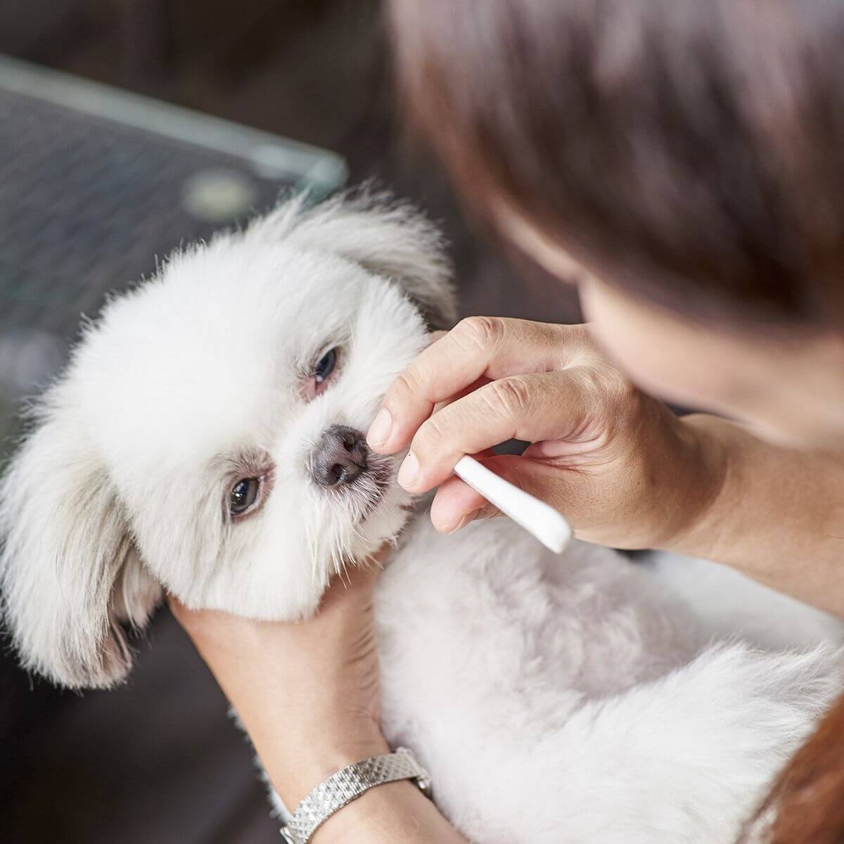 A white dog using the MIGAKENDE Goat and Horse Hair Slanted Toothbrush on its back molars.