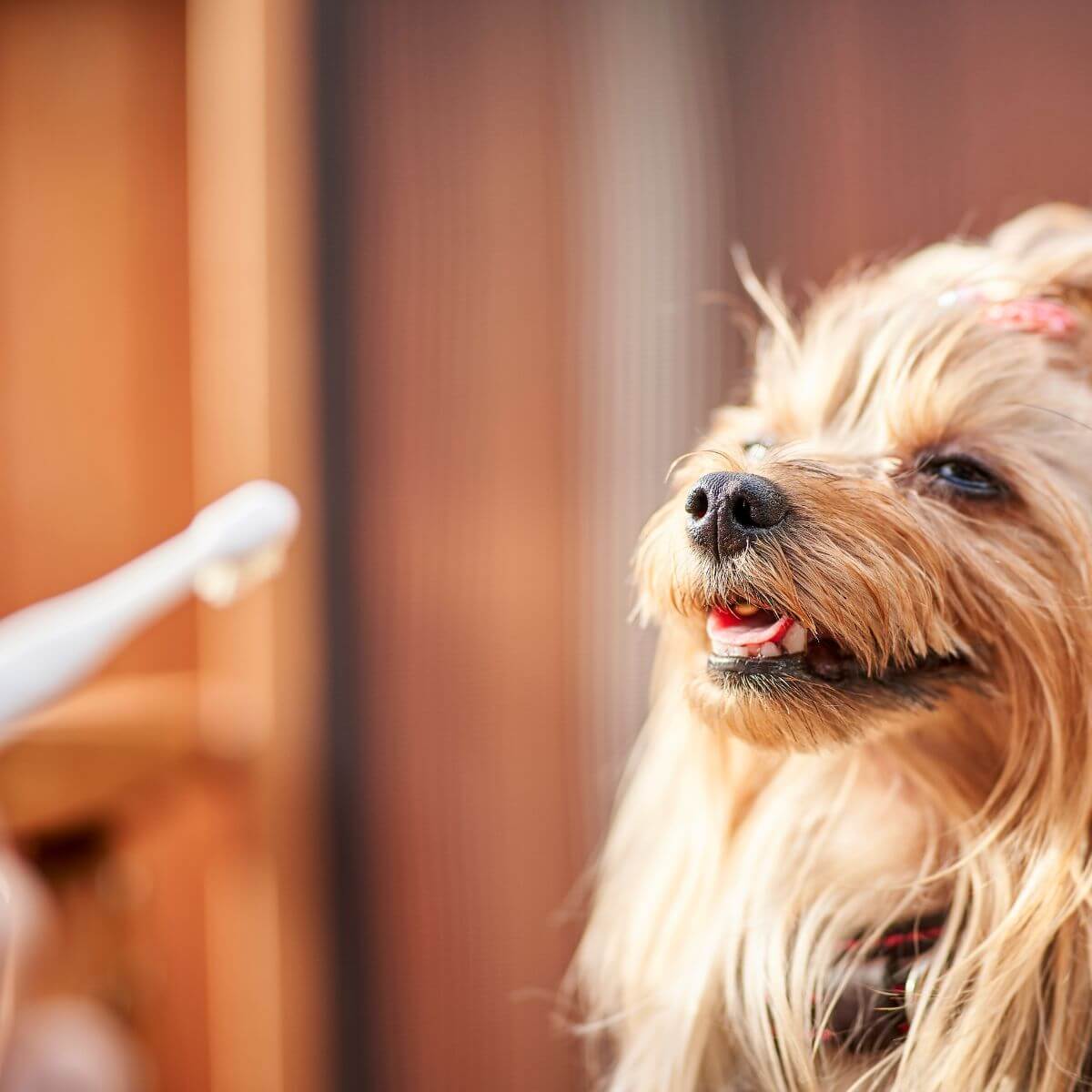 A yorkie with the MIGAKENDE Goat Hair Bristle Toothbrush. 