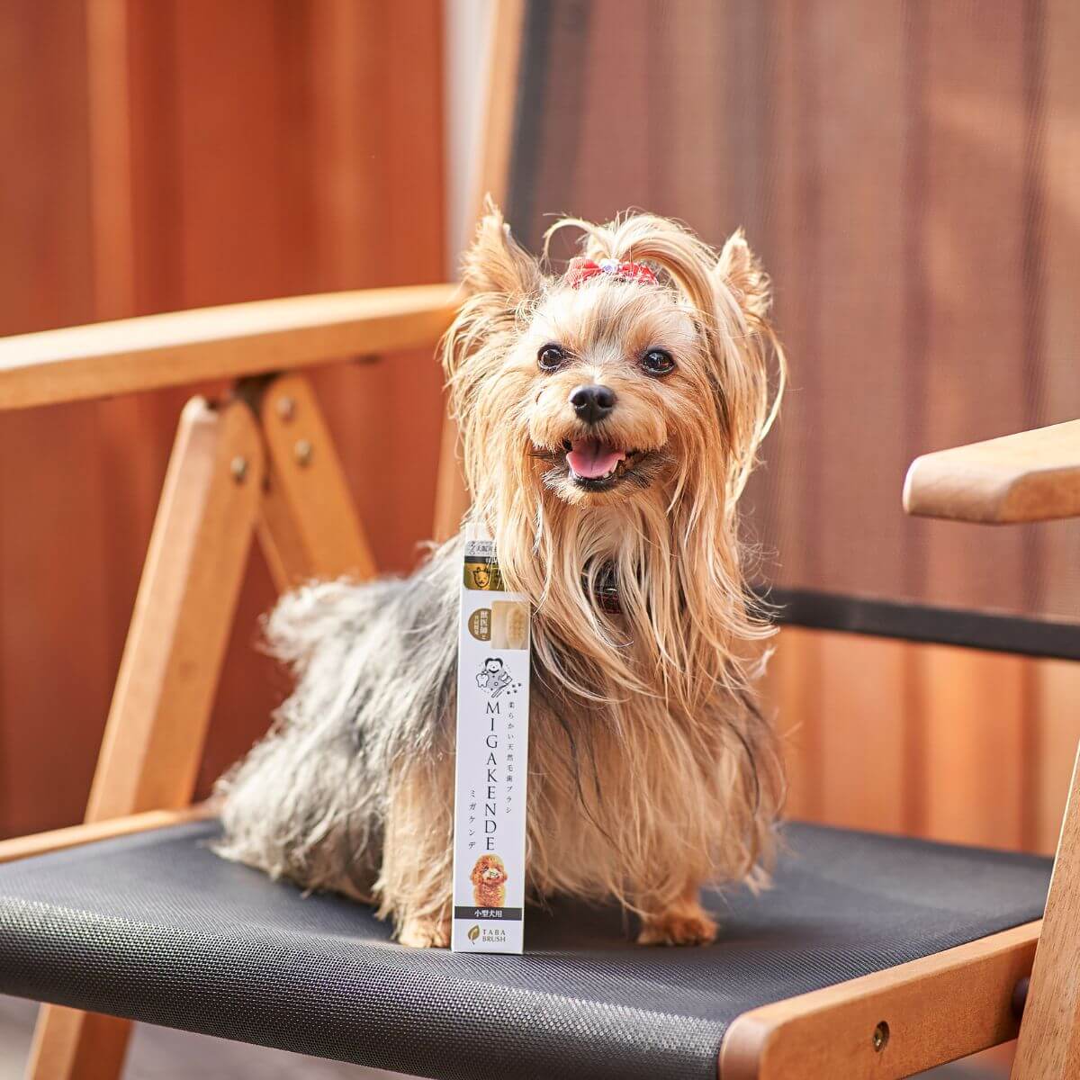 A yorkie posing with the MIGAKENDE Goat Hair Bristle Toothbrush.