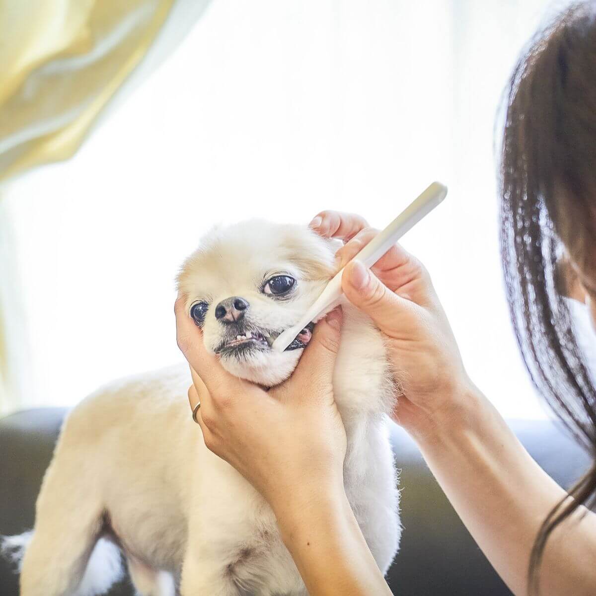 A chihuahua using the MIGAKENDE Goat Hair Bristle ToothBrush Compact Head Type.