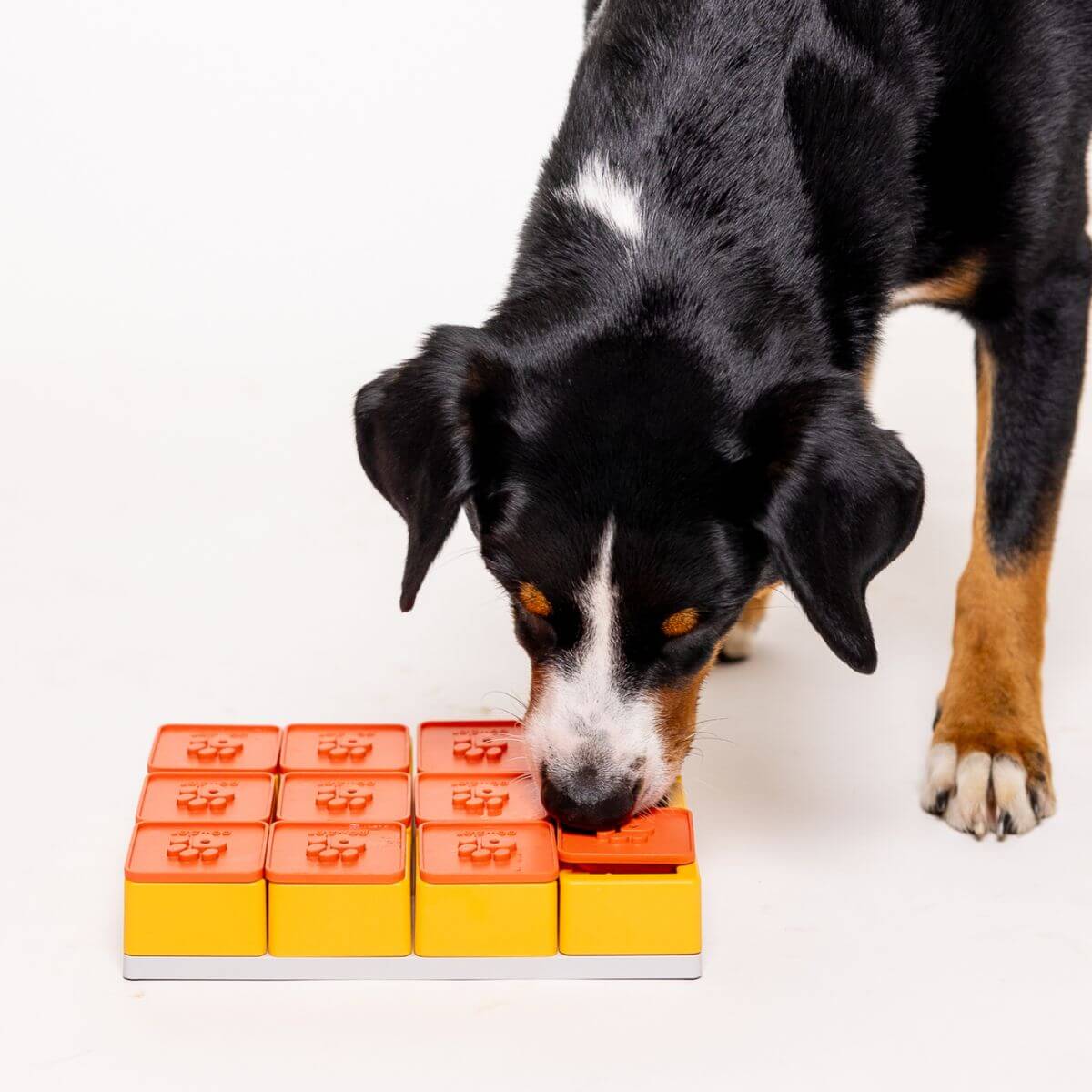 A dog nudging the Pawzler Treat Maze with its nose against a white background.