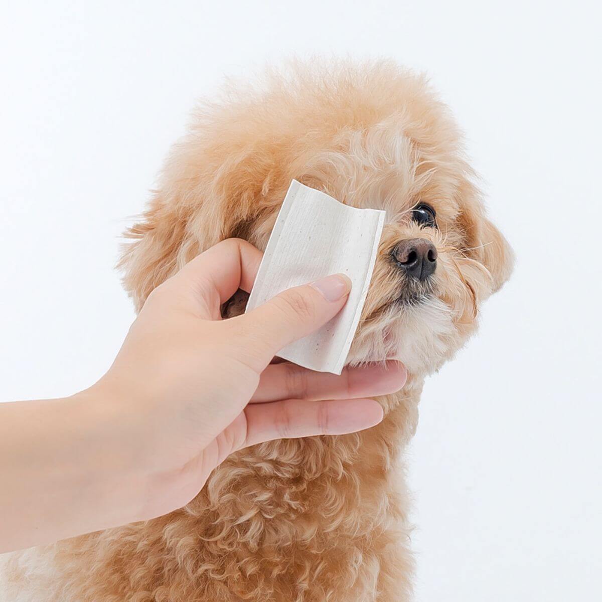 A poodle with the PetO'CERA Cotton Pads against a white background.