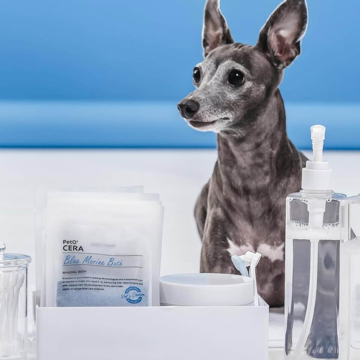 A greyhound with the PetO'CERA Spa Blue Marine Bath.
