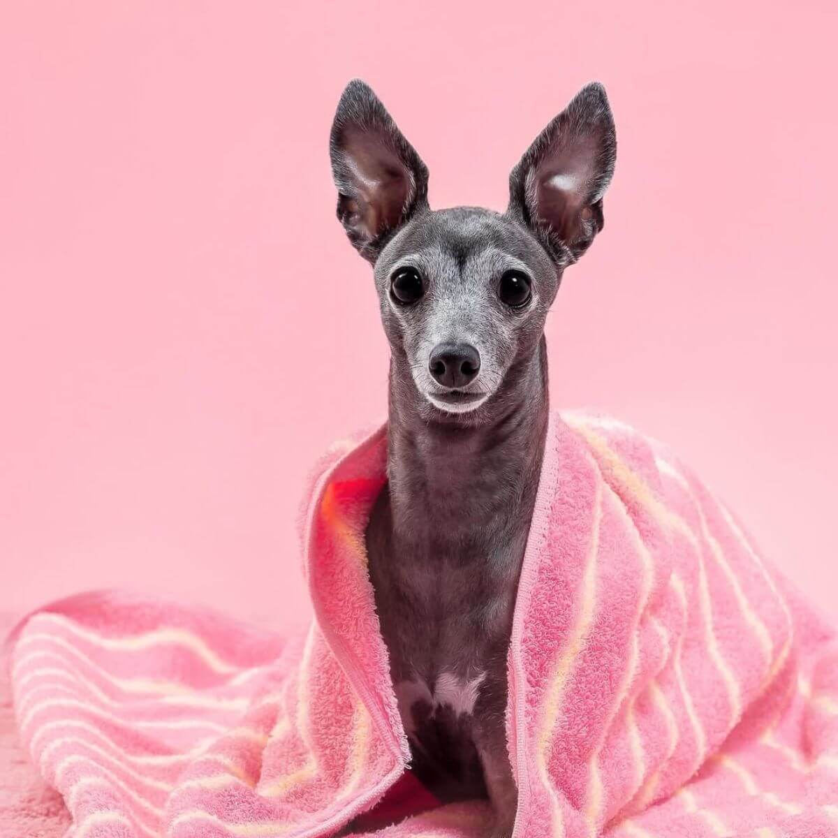 A greyhound with a pink towel to showcase the PetO'CERA Spa Rose Salt Bath.