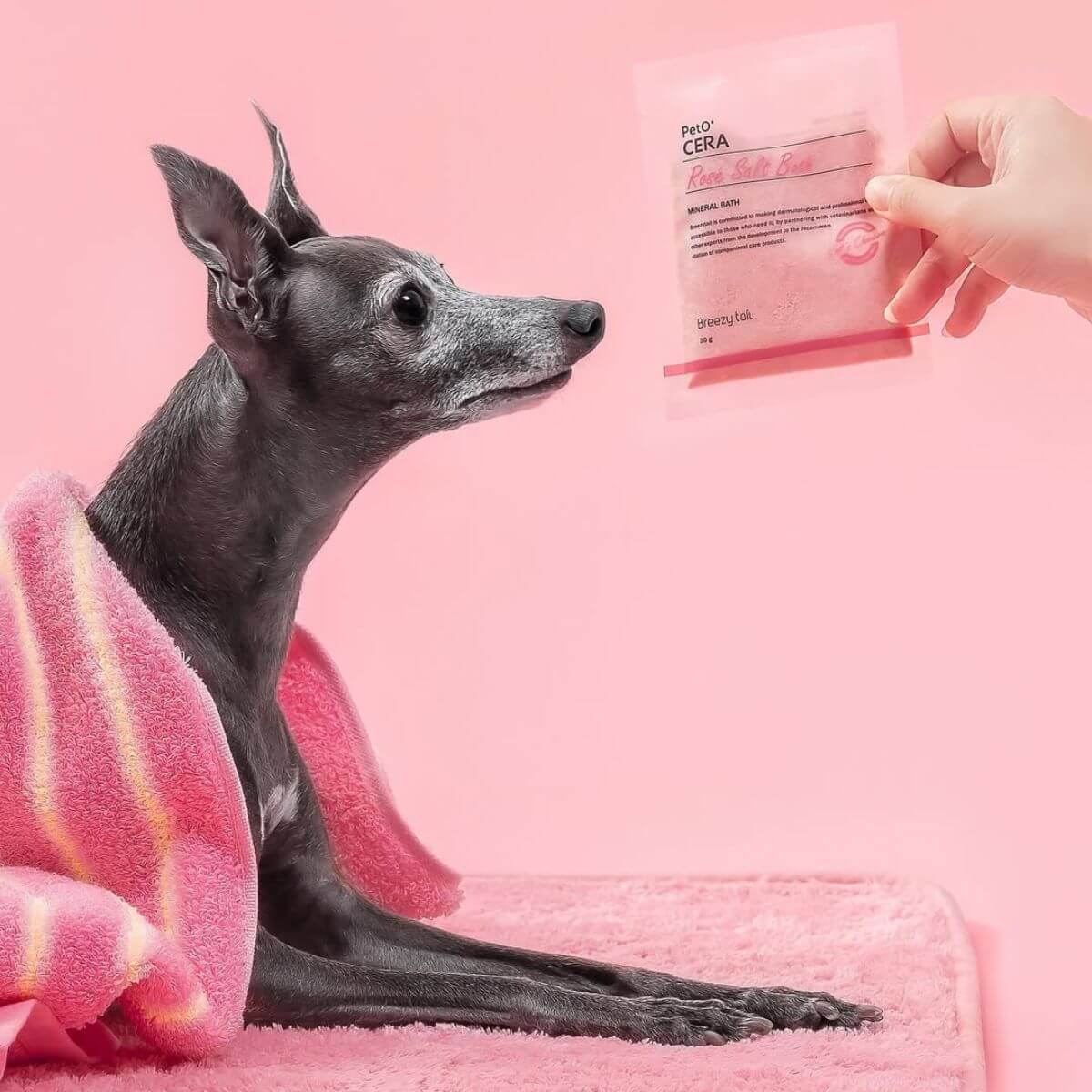 A greyhound looking at a packet of the PetO'CERA Spa Rose Salt Bath.