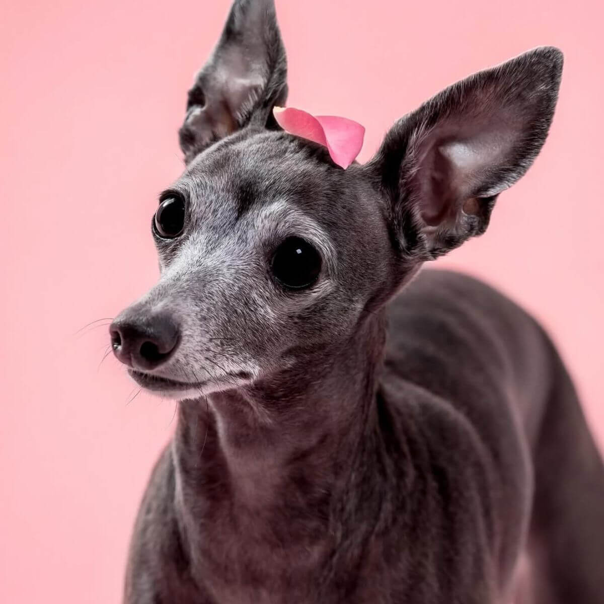 A greyhound with a rose petal on its head to showcase the PetO'CERA Spa Rose Salt Bath.