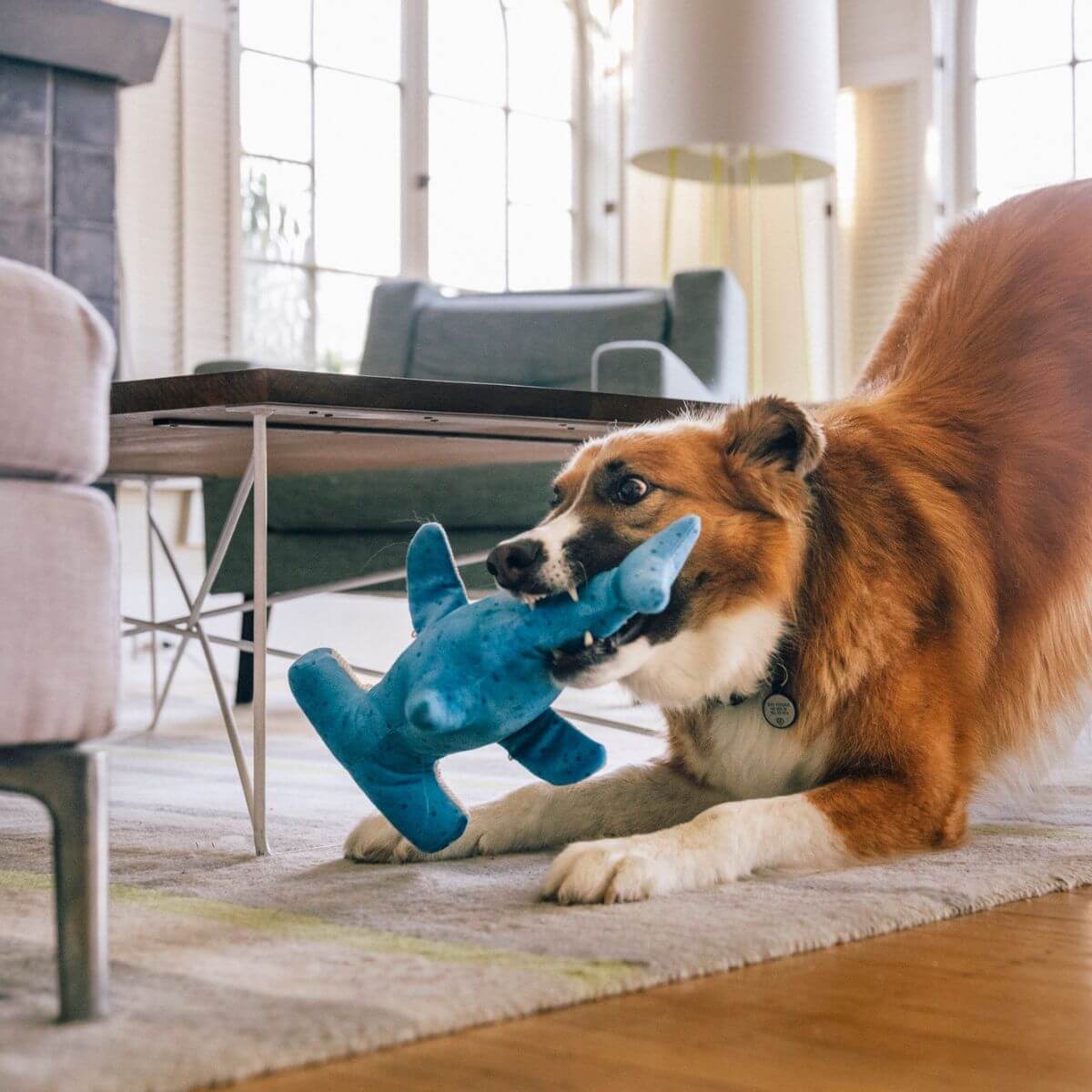 a dog in play bow with the play bonk the hammerhead in its mouth.