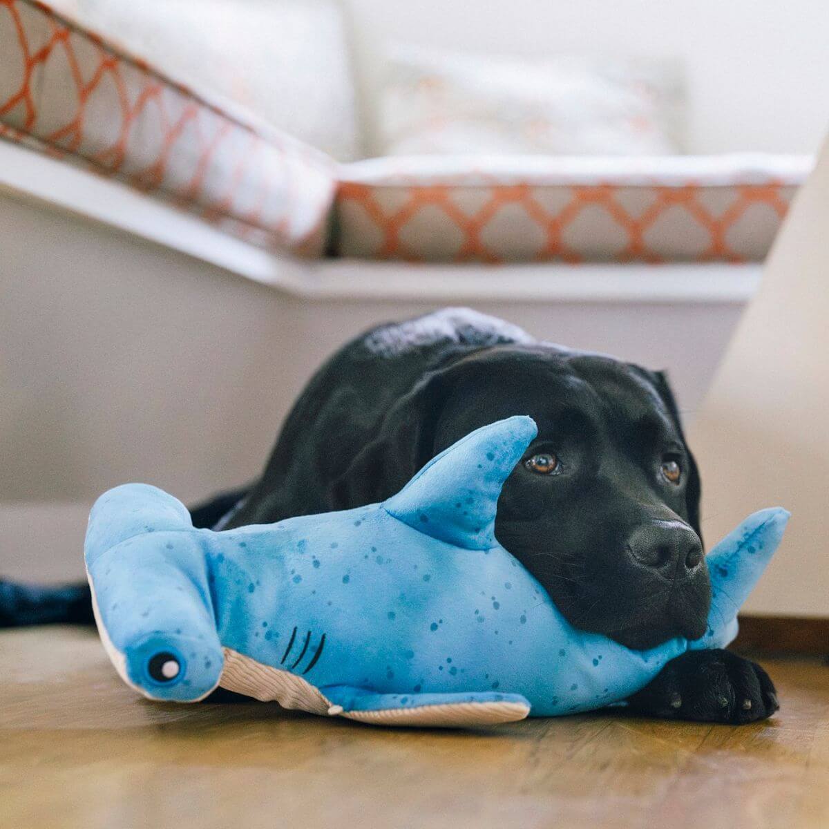 a black labrador resting its head on the play bonk the hammerhead.