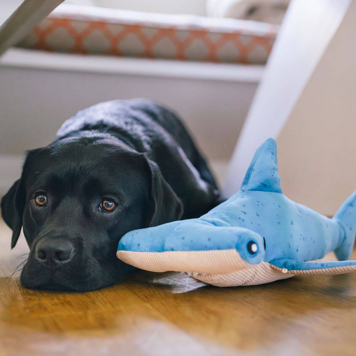 a black labrador lying next to the play bonk the hammerhead.