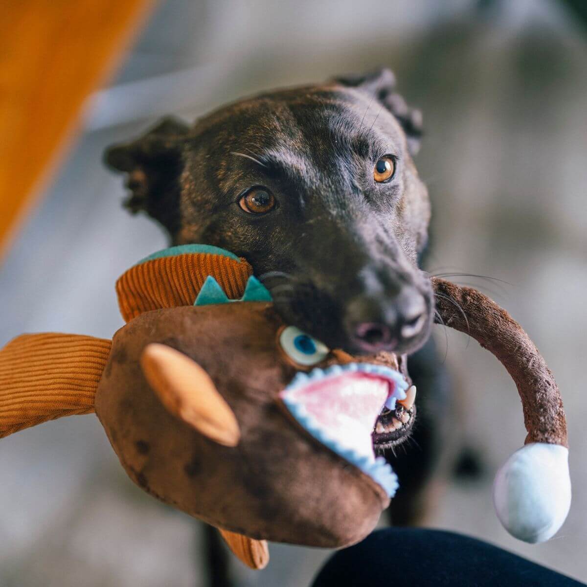 A dog with the PLAY Ocean Buddies Angler Fish in its mouth.