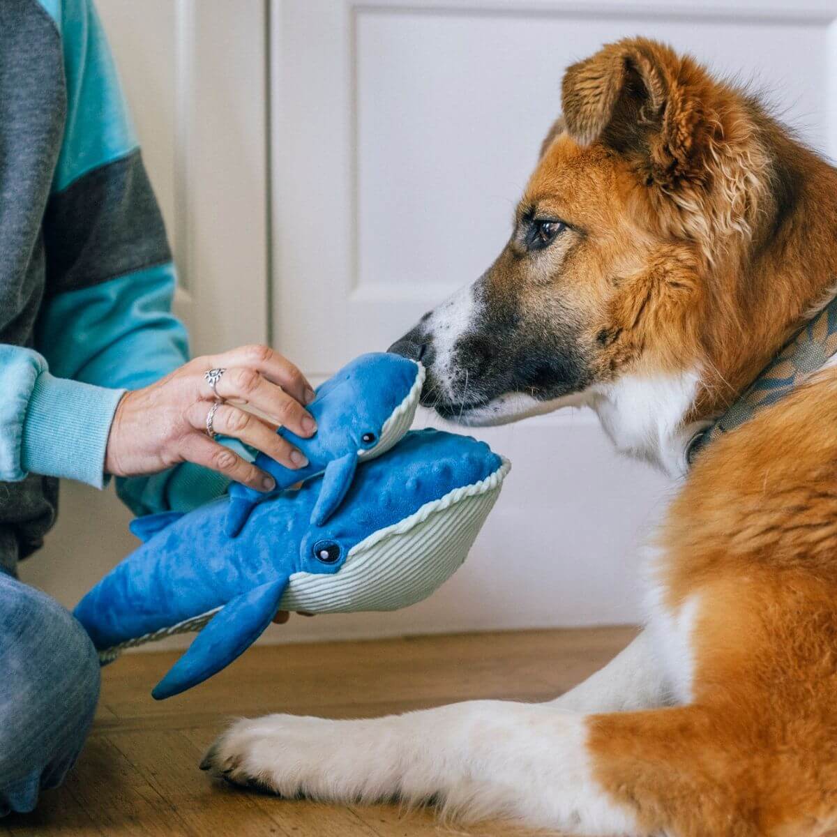 a dog sniffing the play ocean buddies big blue and baby blue.