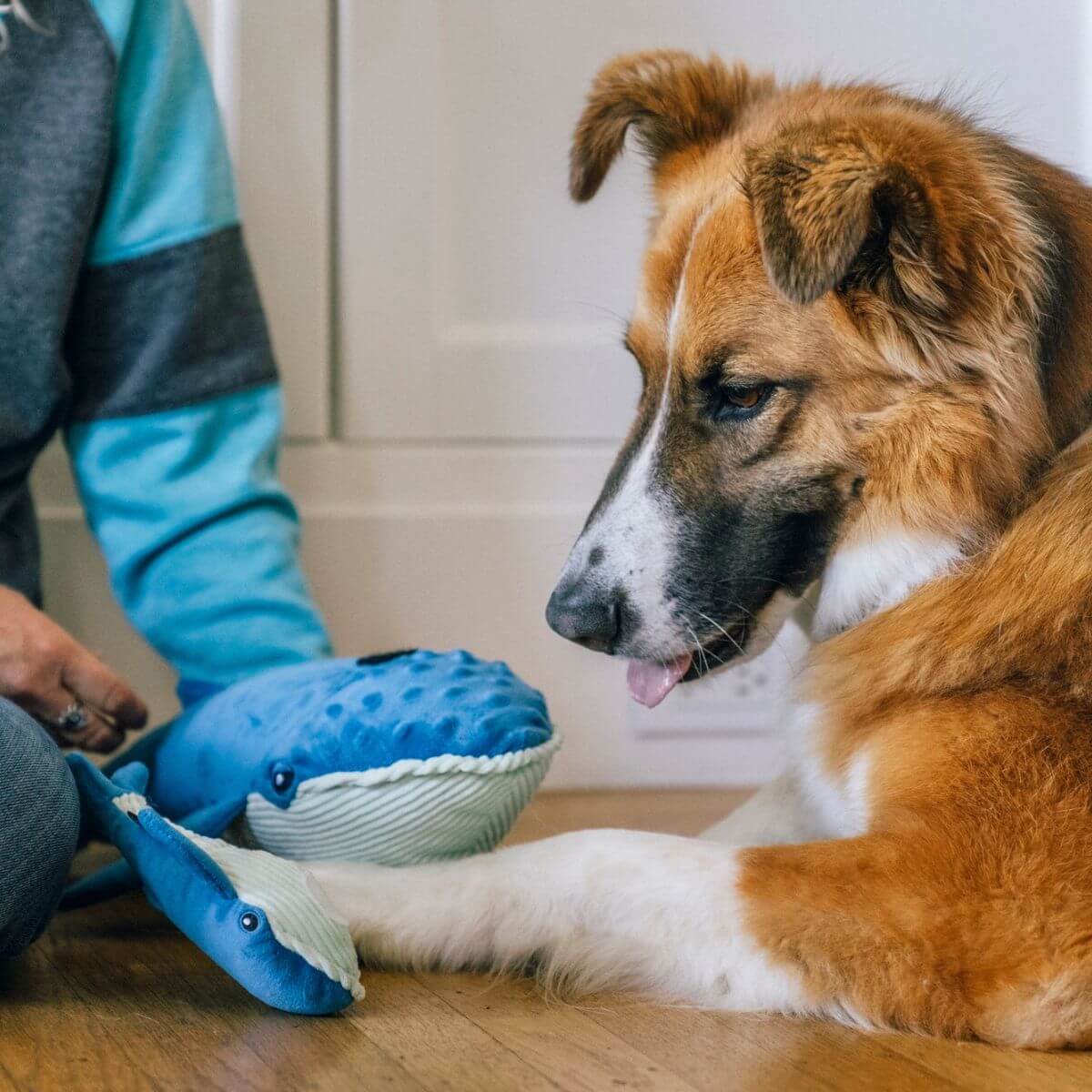 a dog pawing at the play ocean buddies big blue and baby blue.