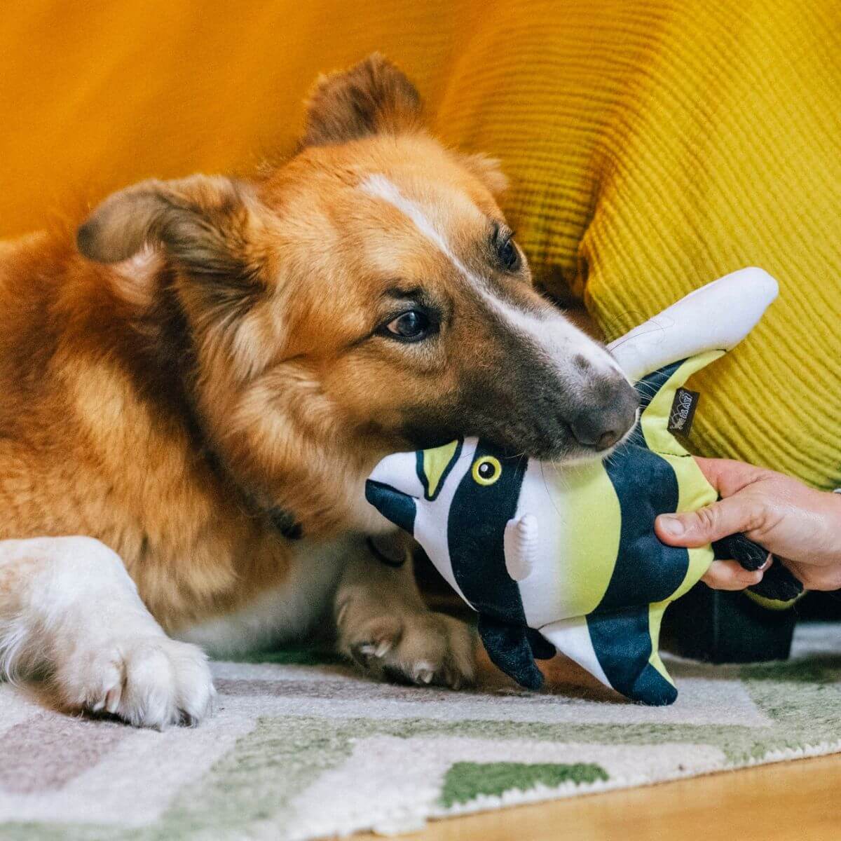 A dog with the PLAY Ocean Buddies Moorish Idol in its mouth against a bedroom backdrop.