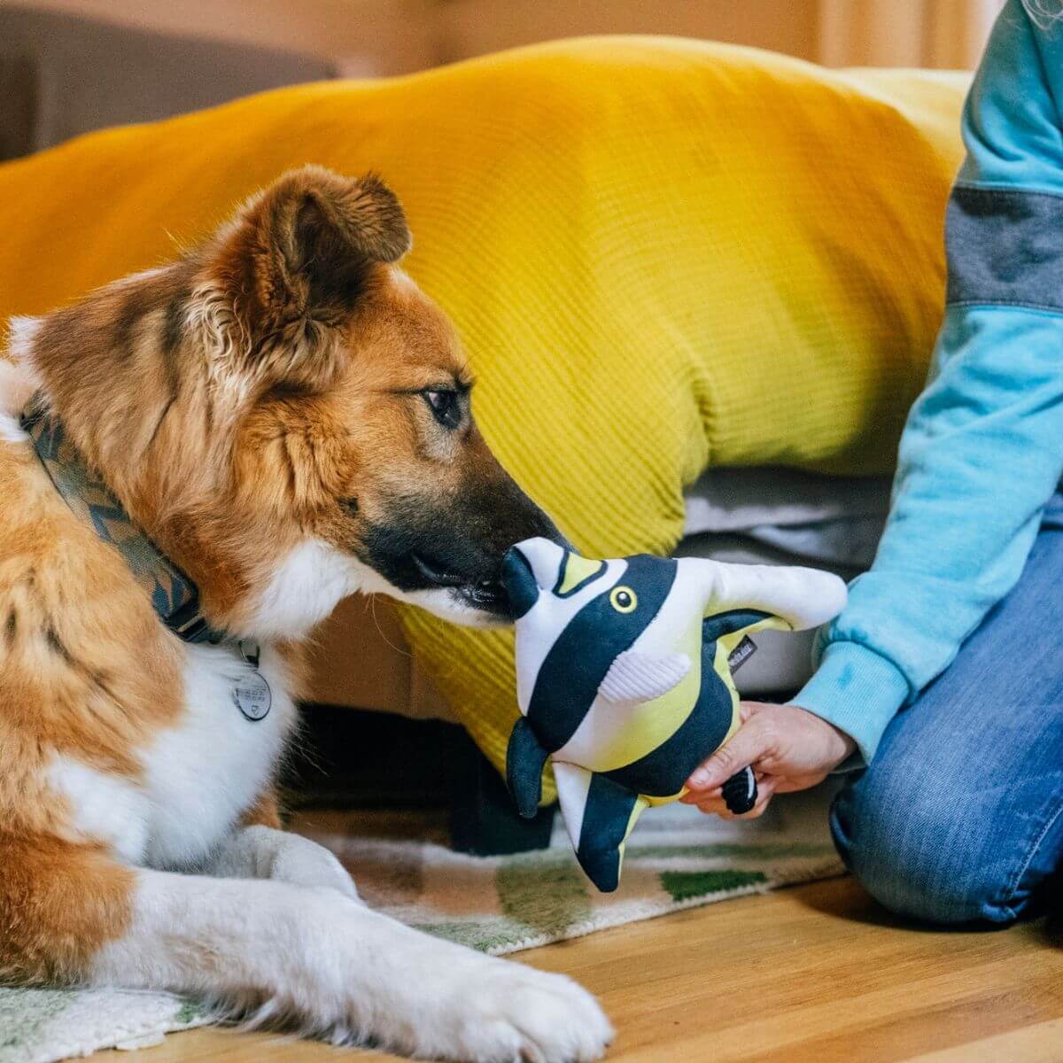 A dog sniffing out the PLAY Ocean Buddies Moorish Idol .