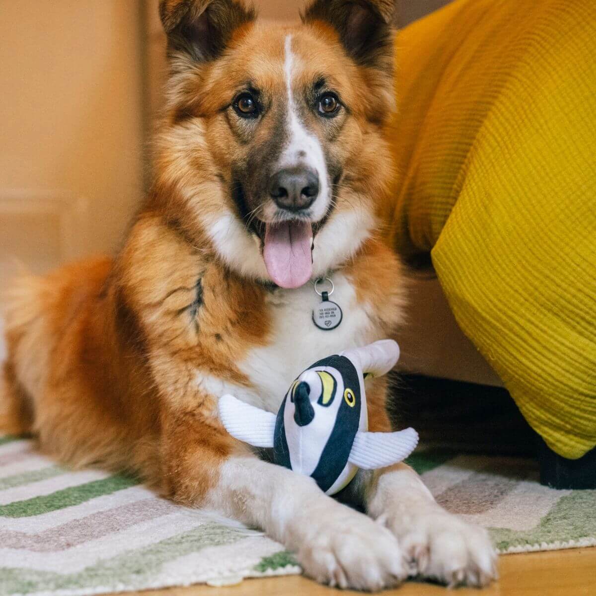 A dog posing with the PLAY Ocean Buddies Moorish Idol in a bedroom.