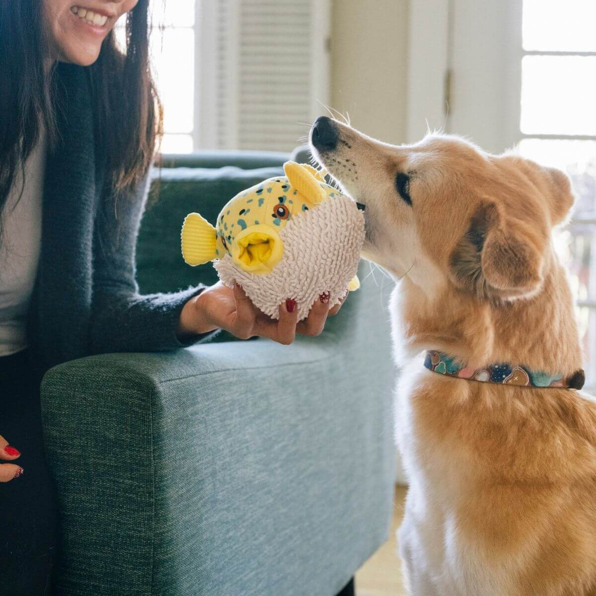 A dog with the PLAY Ocean Buddies Pufferfish in its mouth against a living room backdrop.
