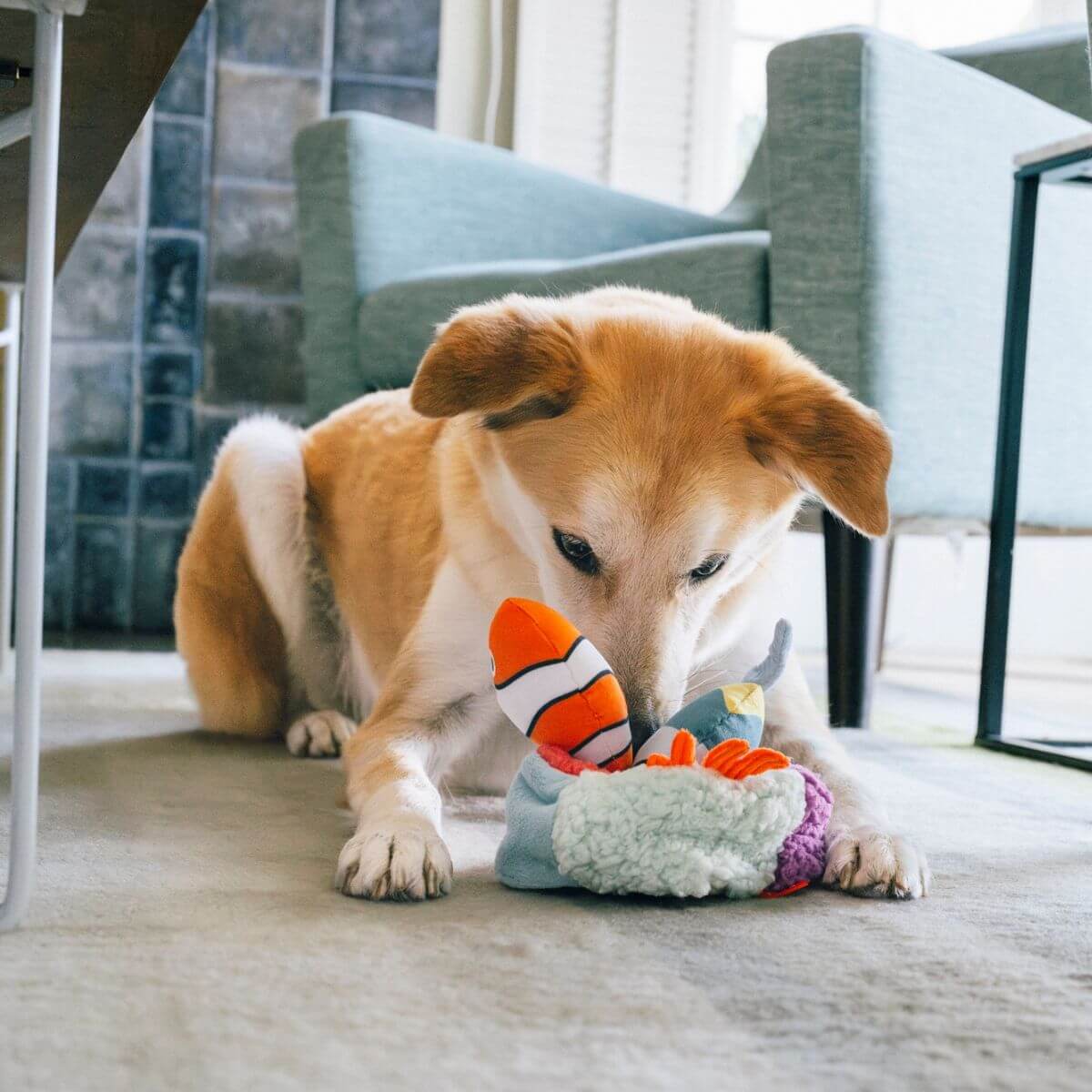 A dog with its snout in the PLAY Ocean Buddies Reef Retreat Burrow Toy in a living room.