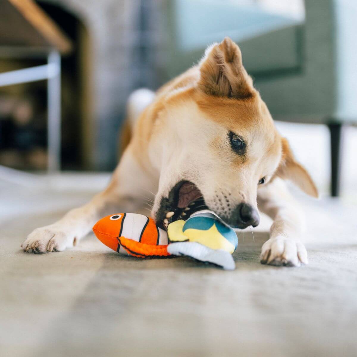A dog playing with the PLAY Ocean Buddies Reef Retreat Burrow Toy in a living room.
