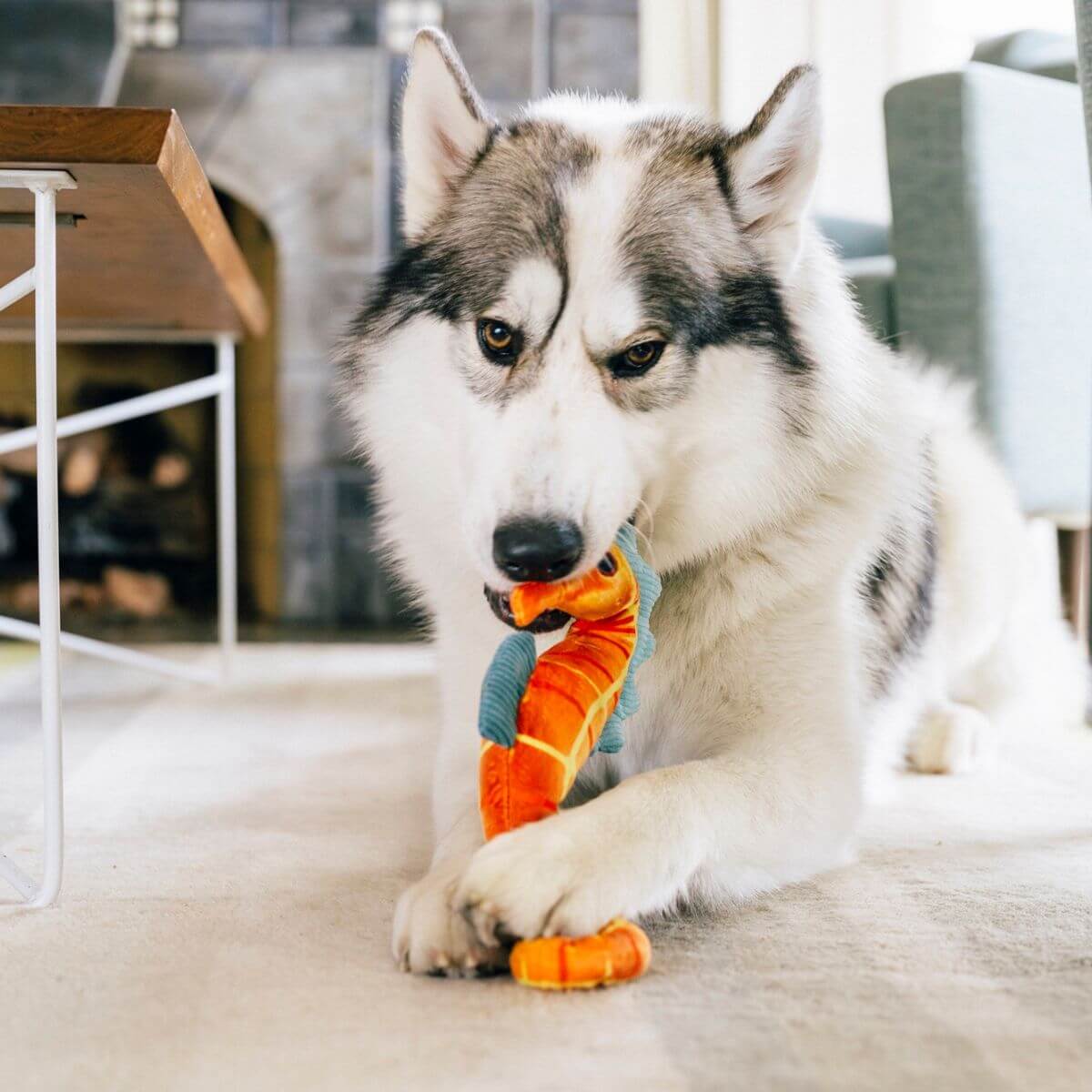 A dog with the PLAY Ocean Buddies Seahorse in its mouth against a living room background.