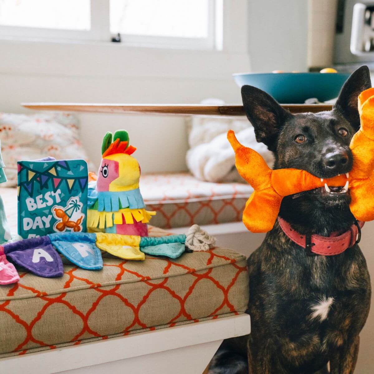 A dog with the PLAY Party Animal series behind him.