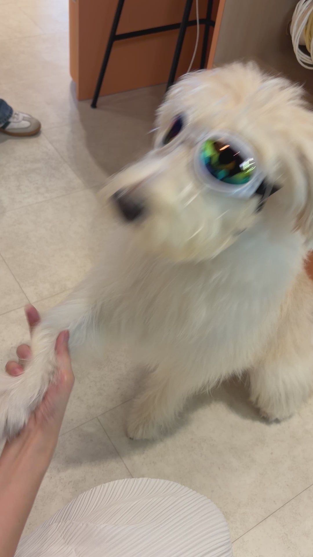 Millie getting a treat while trying on the k9 sport shades