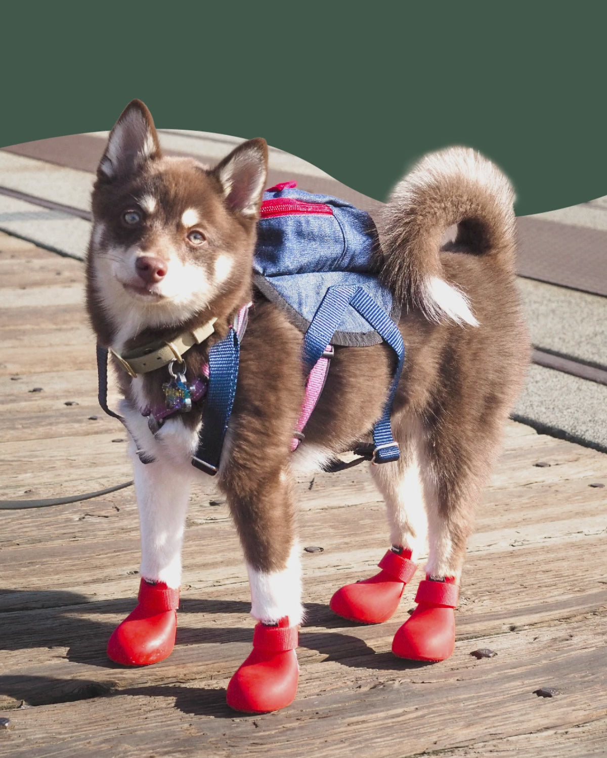 Wellington boots sale with dogs on