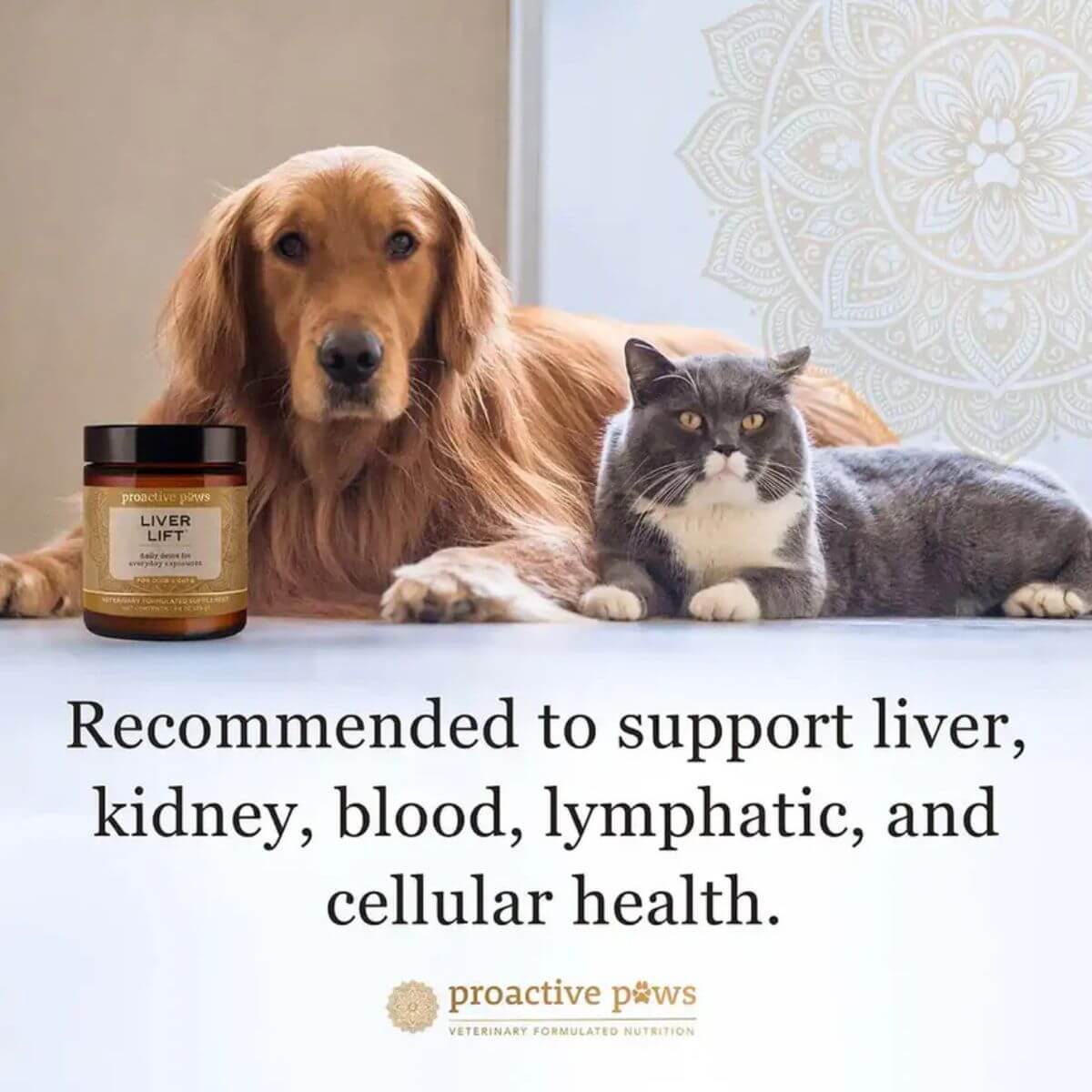 Proactive Paws Liver Lift recommended to support the liver.