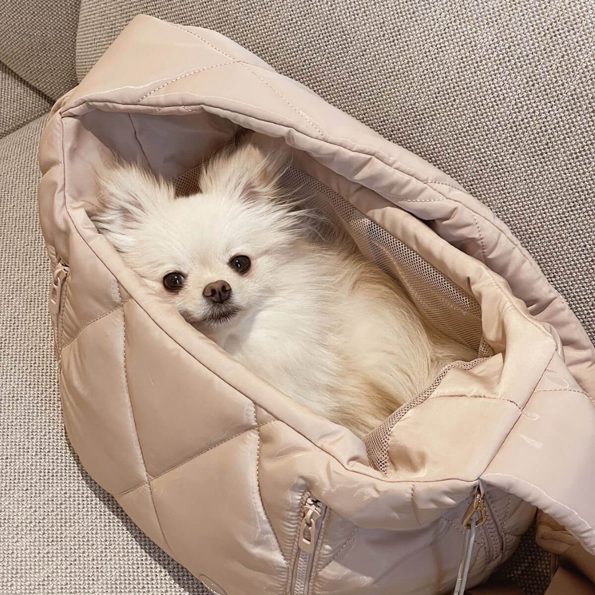 A pomeranian lying inside the Pups & Bubs Cloud Crossbody Carrier in Latte on a sofa.