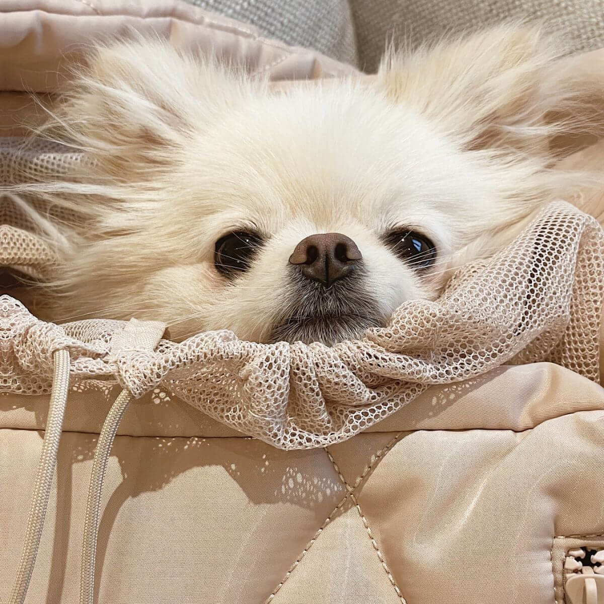 A pomeranian inside the Pups & Bubs Cloud Crossbody Carrier in Latte with the safety mesh net opening.