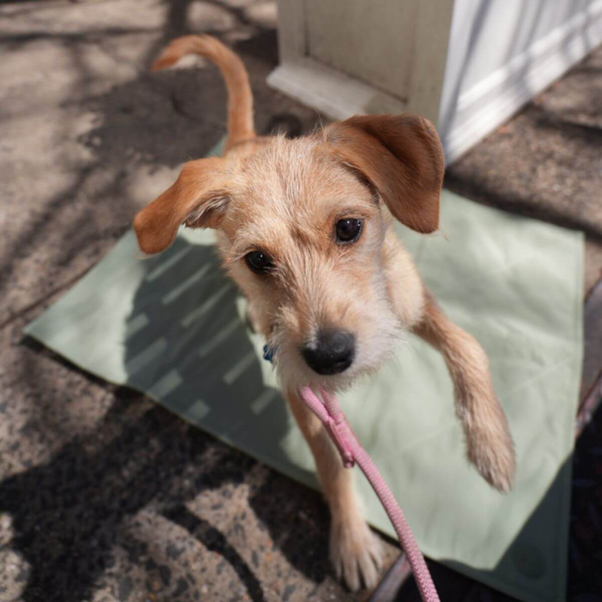 Pups & Bubs Jouir Travel Mat in Sage.