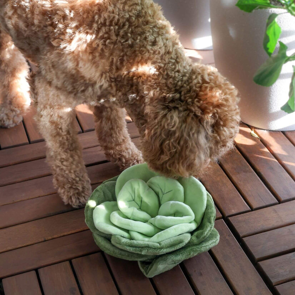 Pups & Bubs Snuffle Cabbage Nosework Toy