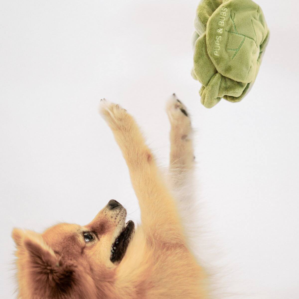 A pomeranian trying to catch Pups & Bubs Snuffle Cabbage Nosework Toy in mid-air.
