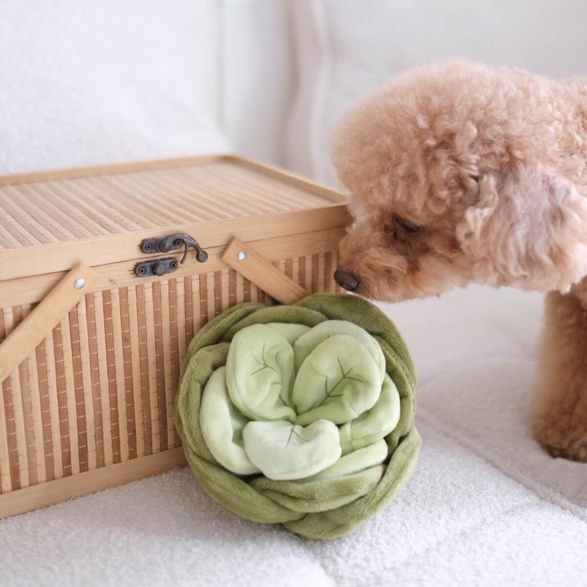 A poodle sniffing the Pups & Bubs Snuffle Cabbage Nosework Toy leaning against a picnic basket.
