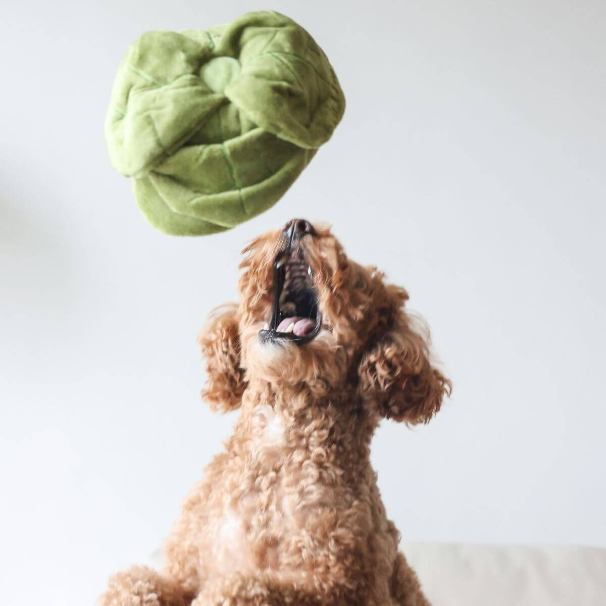 Pups & Bubs Snuffle Cabbage Nosework Toy tossed into the air and a poodle trying to catch it.