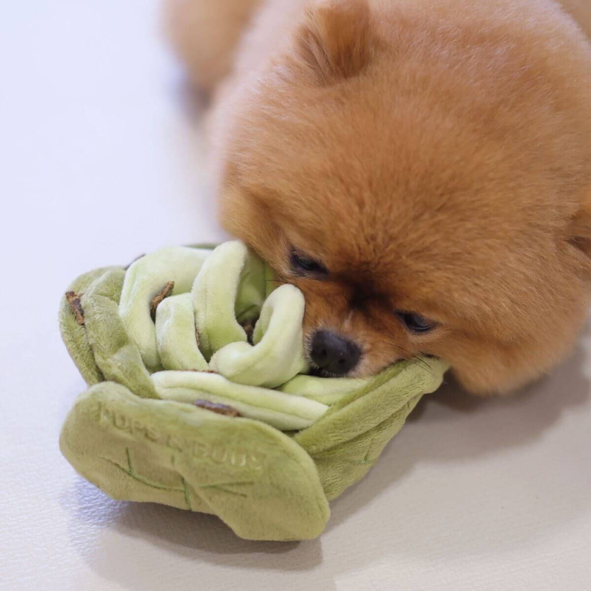 A pomeranian sniffing out the Pups & Bubs Snuffle Cabbage Nosework Toy.