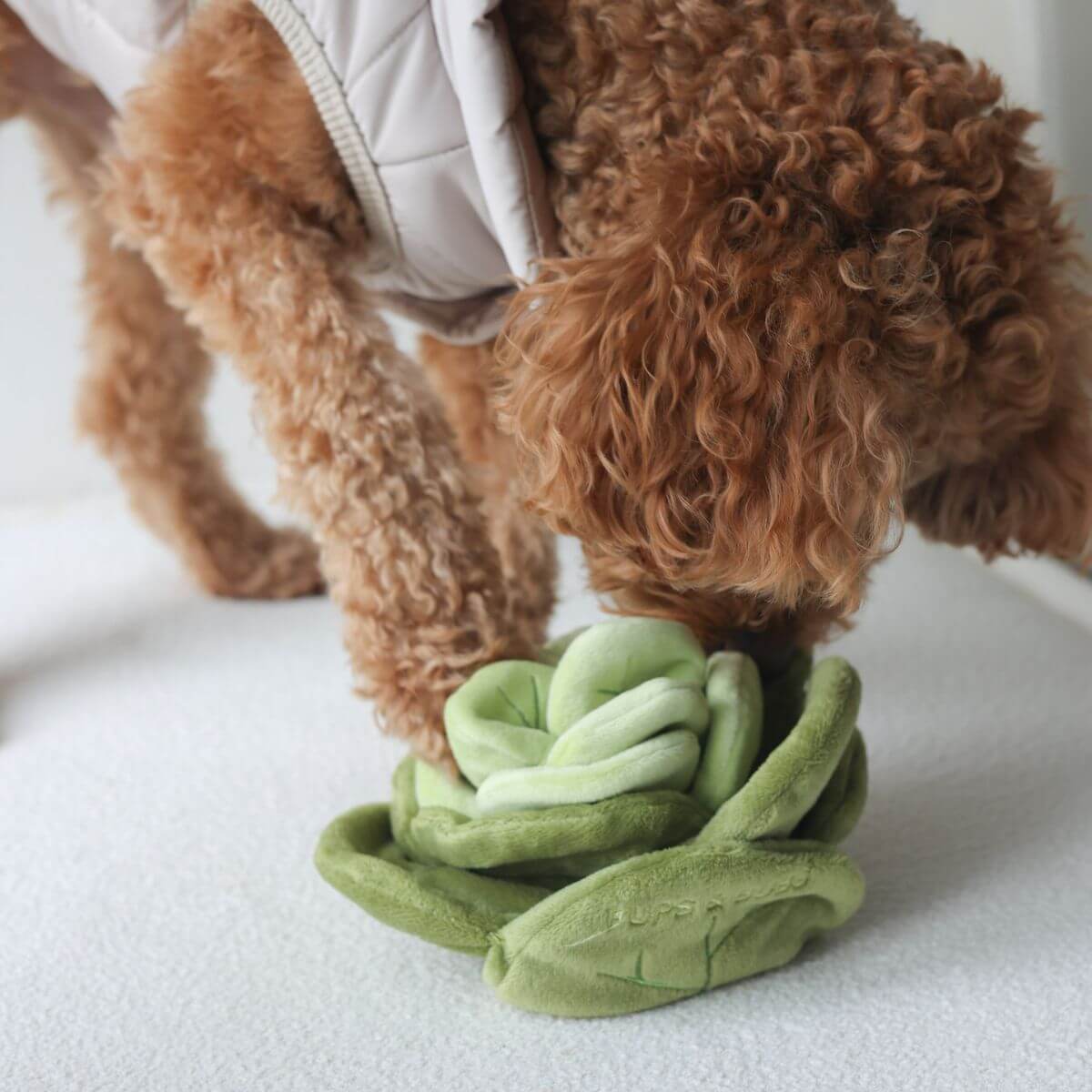 A poodle sniffing out the Pups & Bubs Snuffle Cabbage Nosework Toy. 